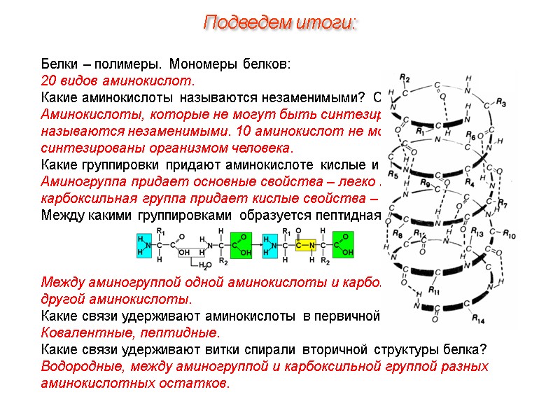 Белки – полимеры. Мономеры белков: 20 видов аминокислот.  Какие аминокислоты называются незаменимыми? Сколько